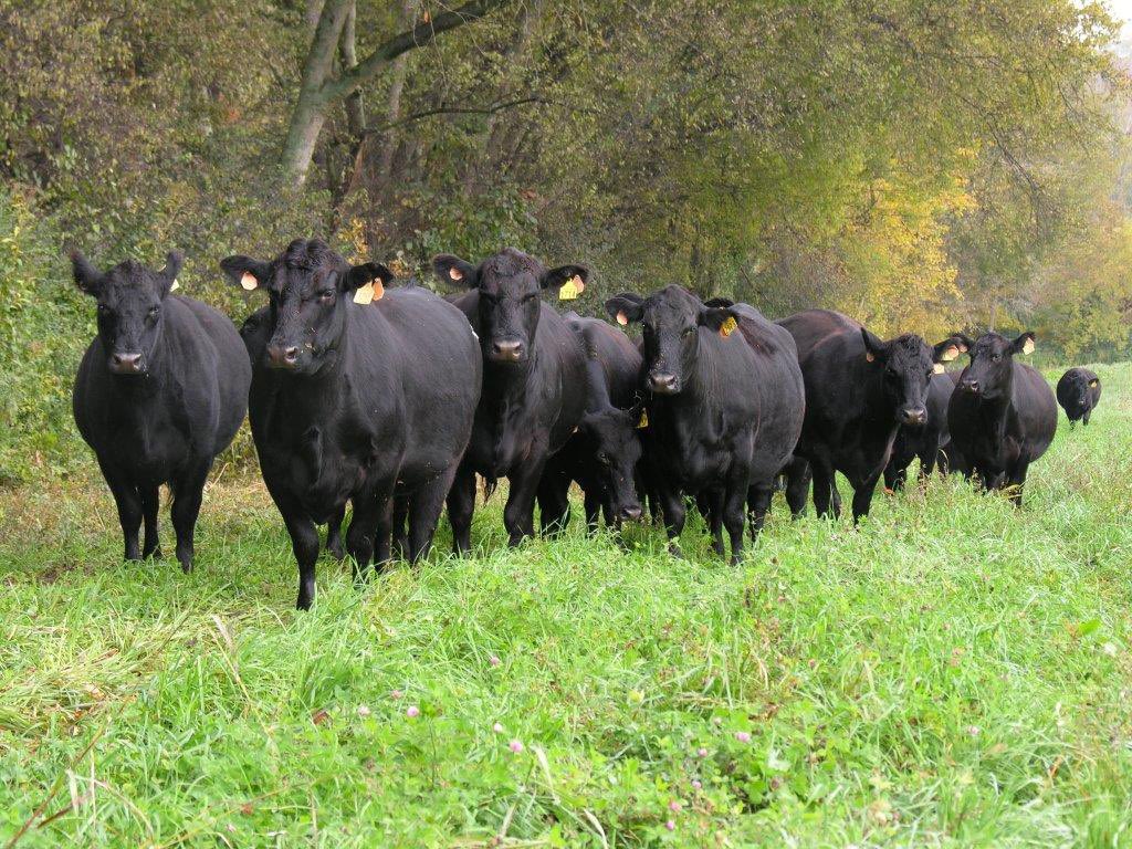 UT Institute of Agriculture (@utiag) on Twitter photo Is it true that you are what you eat? A group of UTIA <a href="/UTAnimalScience/">UT Animal Science</a> researchers is looking into how what you are is influenced by your ability to eat, at least in cattle. Learn more here: utianews.tennessee.edu/gut-biome-a-he⦠<a href="/UTSystemNews/">UT System News</a> @UTIA_SVP <a href="/TNFarmBureau/">Tennessee Farm Bureau Federation</a> <a href="/TNAgriculture/">TN Dept. of Ag</a> Is it true that you are what you eat? A group of UTIA <a href="/UTAnimalScience/">UT Animal Science</a> researchers is looking into how what you are is influenced by your ability to eat, at least in cattle. Learn more here: utianews.tennessee.edu/gut-biome-a-he⦠<a href="/UTSystemNews/">UT System News</a> @UTIA_SVP <a href="/TNFarmBureau/">Tennessee Farm Bureau Federation</a> <a href="/TNAgriculture/">TN Dept. of Ag</a>
