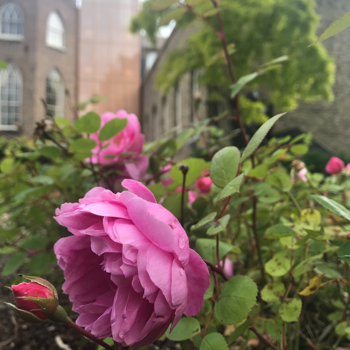 MoLI_Museum's tweet photo. Our gardens are in full bloom at the moment! 🌸  The gardens can be accessed from the Iveagh Gardens or from the museum and are the perfect place to chill out with a book and a coffee from @TheCommonsMoLI. ☕ 📚 https://t.co/zOxRxhOzbv https://t.co/8pio4GOaeg