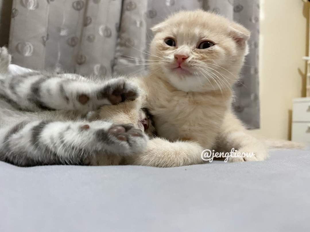 พี่เจ๋งน้องเตี๋ยวไม่ตีกันสิลูกกก tweet media