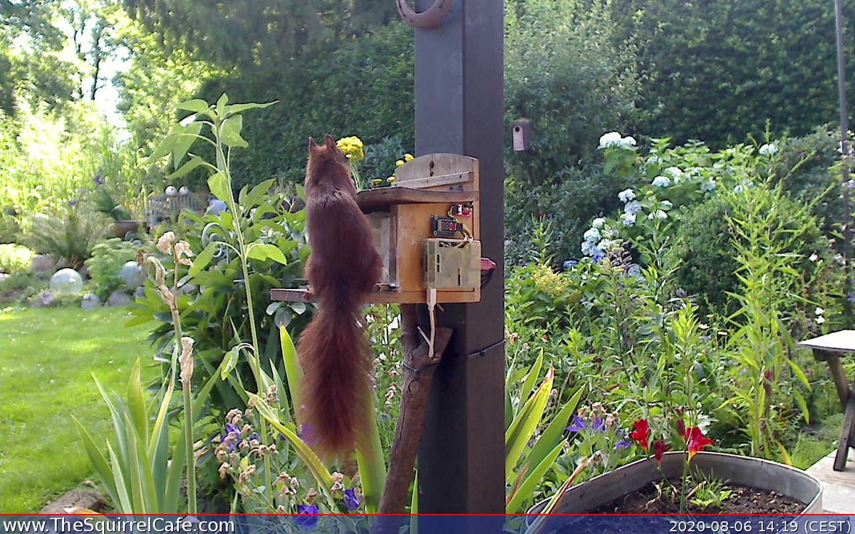 TheSquirrelCafe's tweet photo. #Squirrel chowed down on 7.5 nuts for 4.09 min at 14:26:19 CEST. An #IoT project to predict how cold it'll be next winter. #ThingSpeak https://t.co/kxAUflcKTW