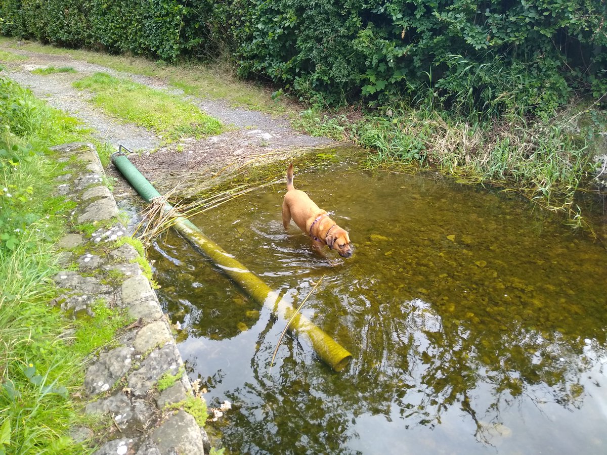 albertcapillas's tweet photo. The broad majestic Shannon at least the dogs can stop for a drink #pubs #nopubs #nopints #mansbestfriend #Ziggy https://t.co/FB73oVEjIz