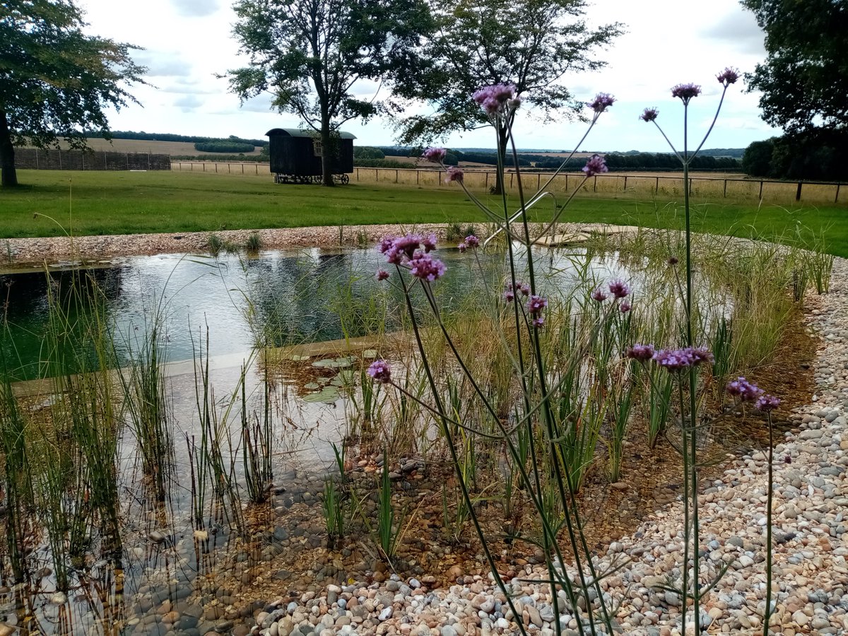 poolsbymatthew's tweet photo. A recently completed sustainable swimming pool by Matthew Stewart. Dive-in! 😀#ecoluxe #naturalswimmingpool #wildswimming https://t.co/GXPyzivFH8 https://t.co/rhIXCge0Xl