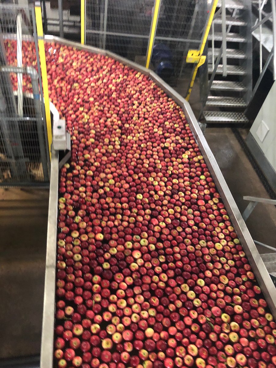 BenDrummond2's tweet photo. Lovely British apples. Heading to a @Morrisons near you! #farm24 https://t.co/FYkDXfPlND