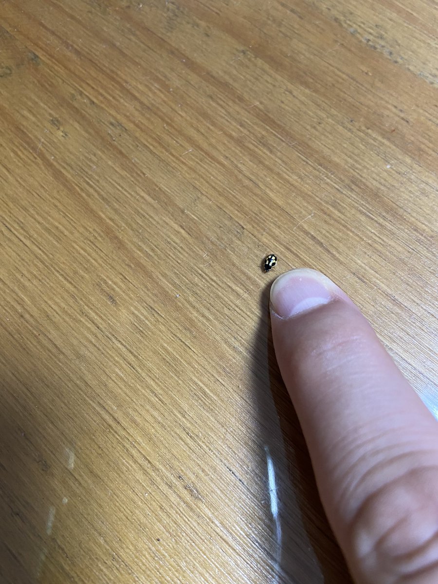 Okayu در توییتر ヒメカメノコテントウですね Rt すごーく小さいてんとう虫 見つけたんですけど てんとう虫ですか 違いますか 何の 虫でしょう 知ってる人教えて こんなに小さなてんとう虫っていますか 何の虫 昆虫 瓢虫 虫 博士 夏 T Co