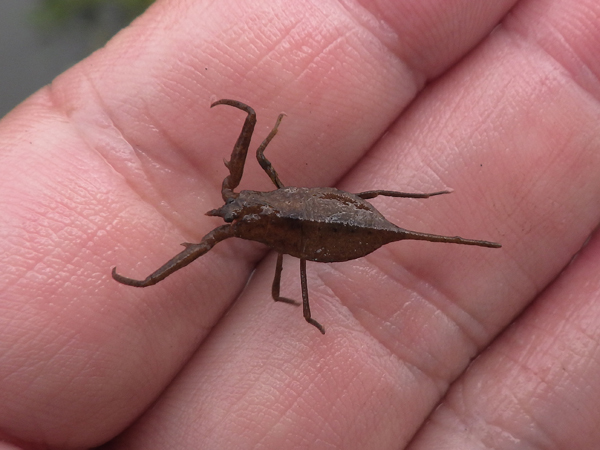 オイカワ丸 これはタイコウチの幼虫です タイコウチ はカメムシ目なので不完全変態です すなわち蛹の期間はありません 成虫に似た感じの幼虫が5回脱皮して成虫になります 幼虫は成虫に比べて呼吸管が短く 翅もありません 加えてあどけない感じです