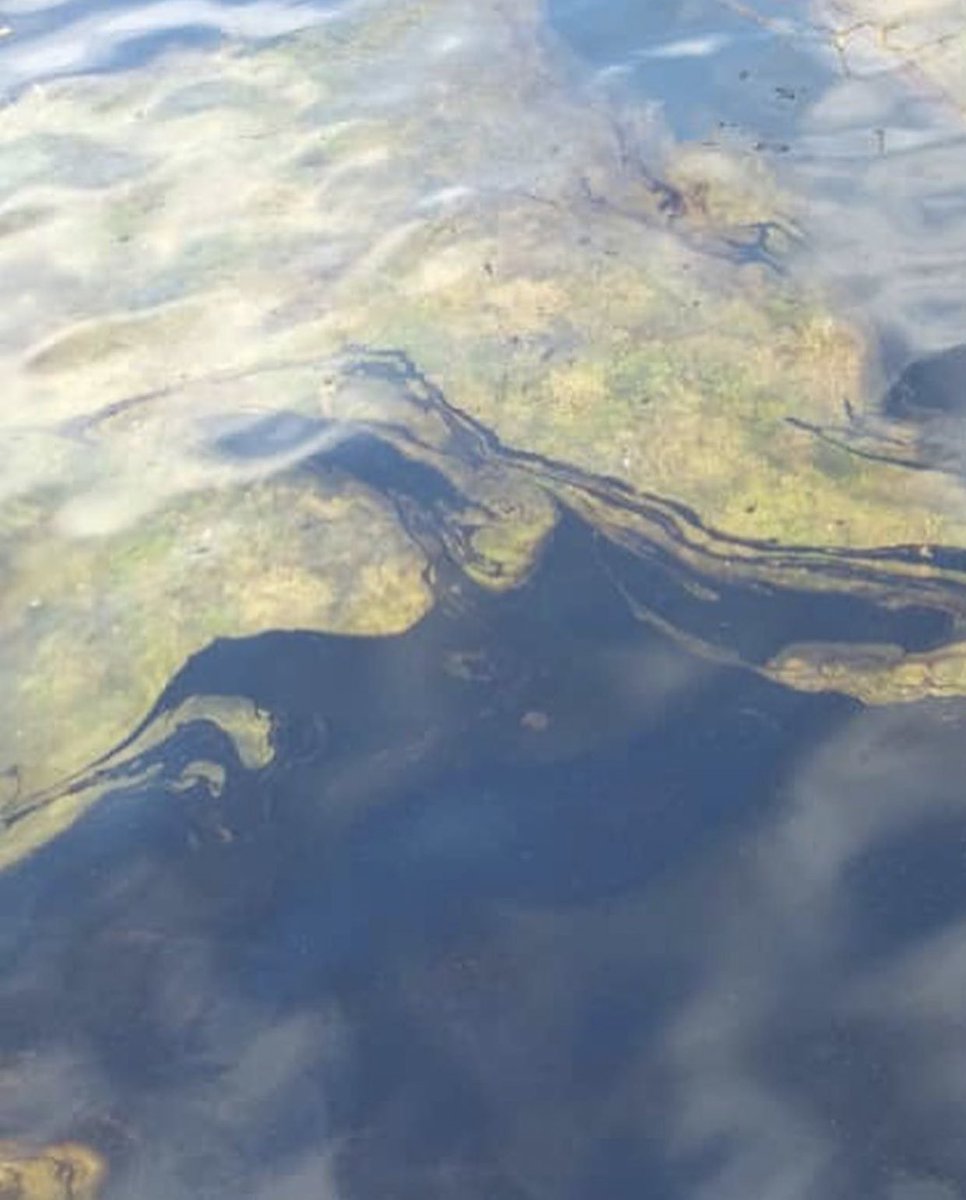 xionert's tweet photo. Que indignación tan Grande siento al ver las imágenes del derrame de petróleo en el parque nacional Morrocoy...  el impacto que eso puede tener es grandísimo, el socialismo nos va a quitar hasta las playas... https://t.co/Gciea7idjX