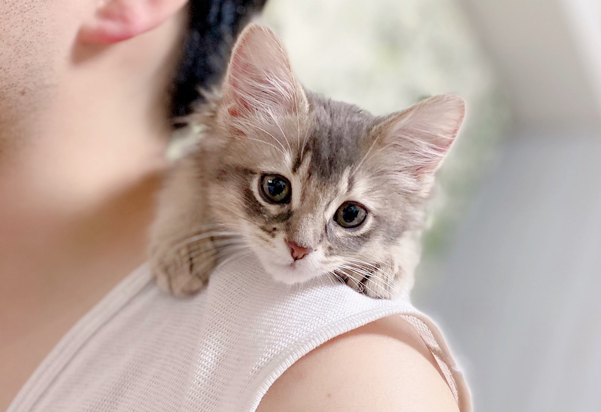 れおる໒ 肩乗りおちびれおる このアングルも可愛い 猫好きさんと繋がりたい ソマリ ソマリブルー 子猫 猫 猫のいる暮らし 猫写真 T Co Fuzsmxp7ud Twitter