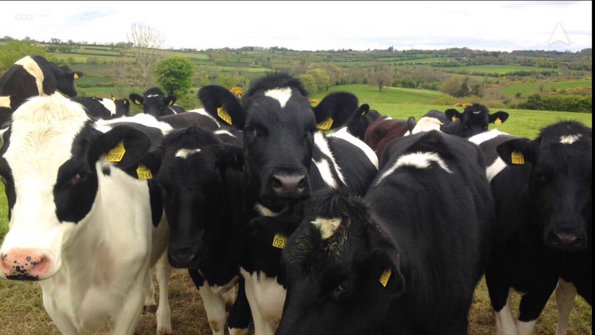 My passion for the industry developed from a young age. I got experience from my dads family farm in kanturk, Ireland. I used my waitressing money to fly over every opportunity I could and when I was 17 I drove 400 miles (9hrs incl. a ferry) to the farm.  #Farm24