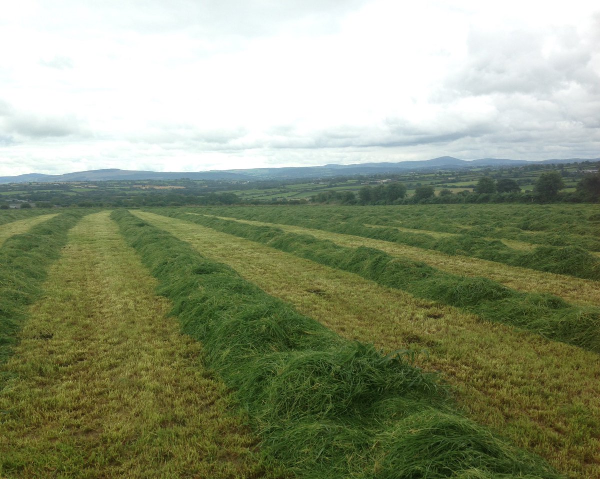 My passion for the industry developed from a young age. I got experience from my dads family farm in kanturk, Ireland. I used my waitressing money to fly over every opportunity I could and when I was 17 I drove 400 miles (9hrs incl. a ferry) to the farm.  #Farm24