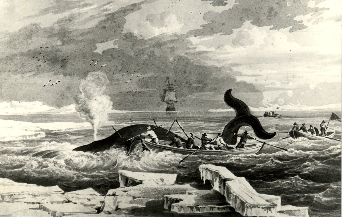 Lynn_Museum's tweet photo. King’s Lynn’s whaling industry is the focus of this week’s #LMJourneys post as we continue to explore 'Journeys of Trade'.
Find out more in the thread https://t.co/gfhDT9qQOF