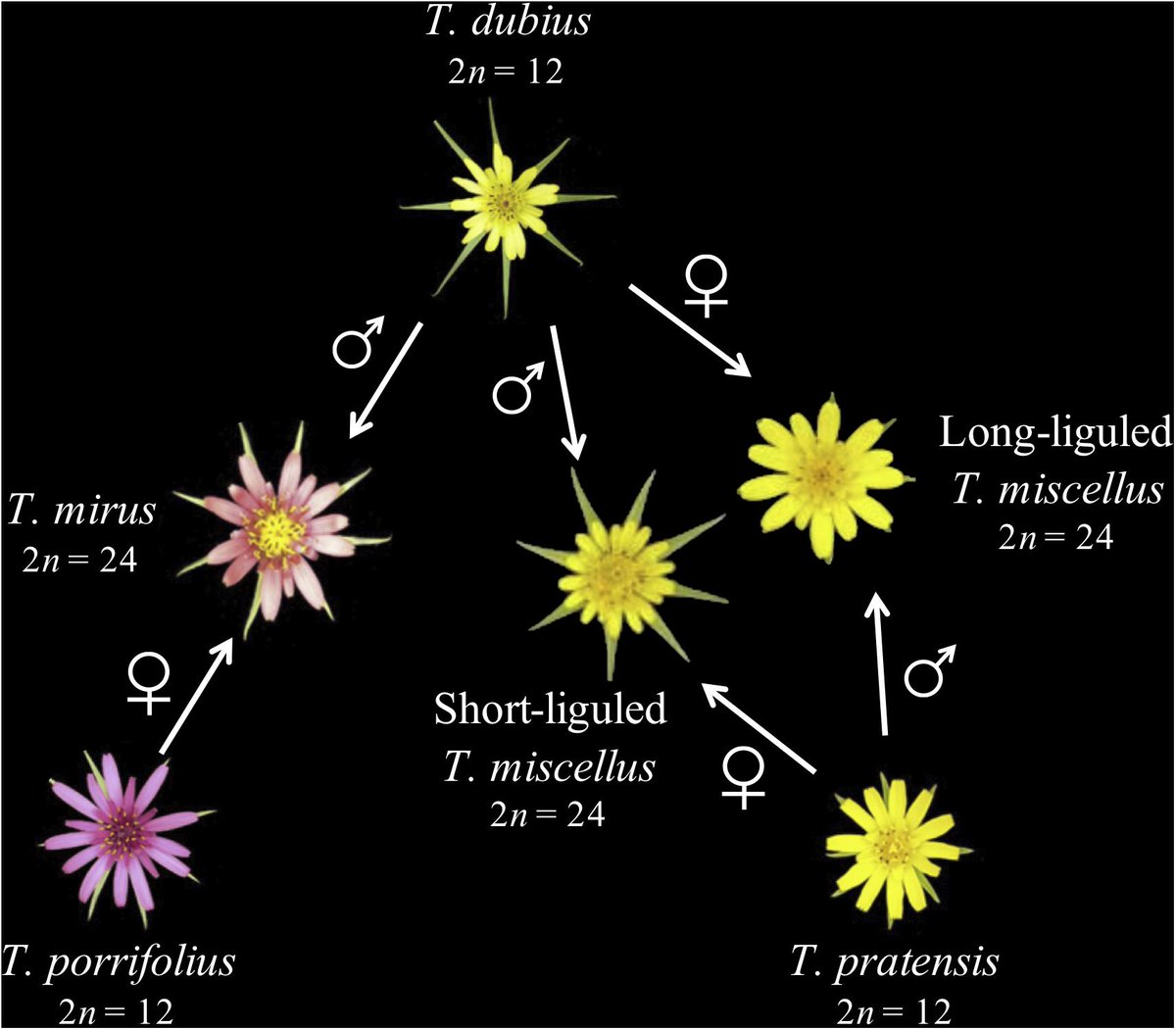 ShanShengchen's tweet photo. Excited to publish our work on the transcriptome dynamics following reciprocal polyploidization @soltislab. Yes, Tragopogon is a model system. Please find our paper at: https://t.co/6M4ptW8Ujc https://t.co/YIyHu3dzFy