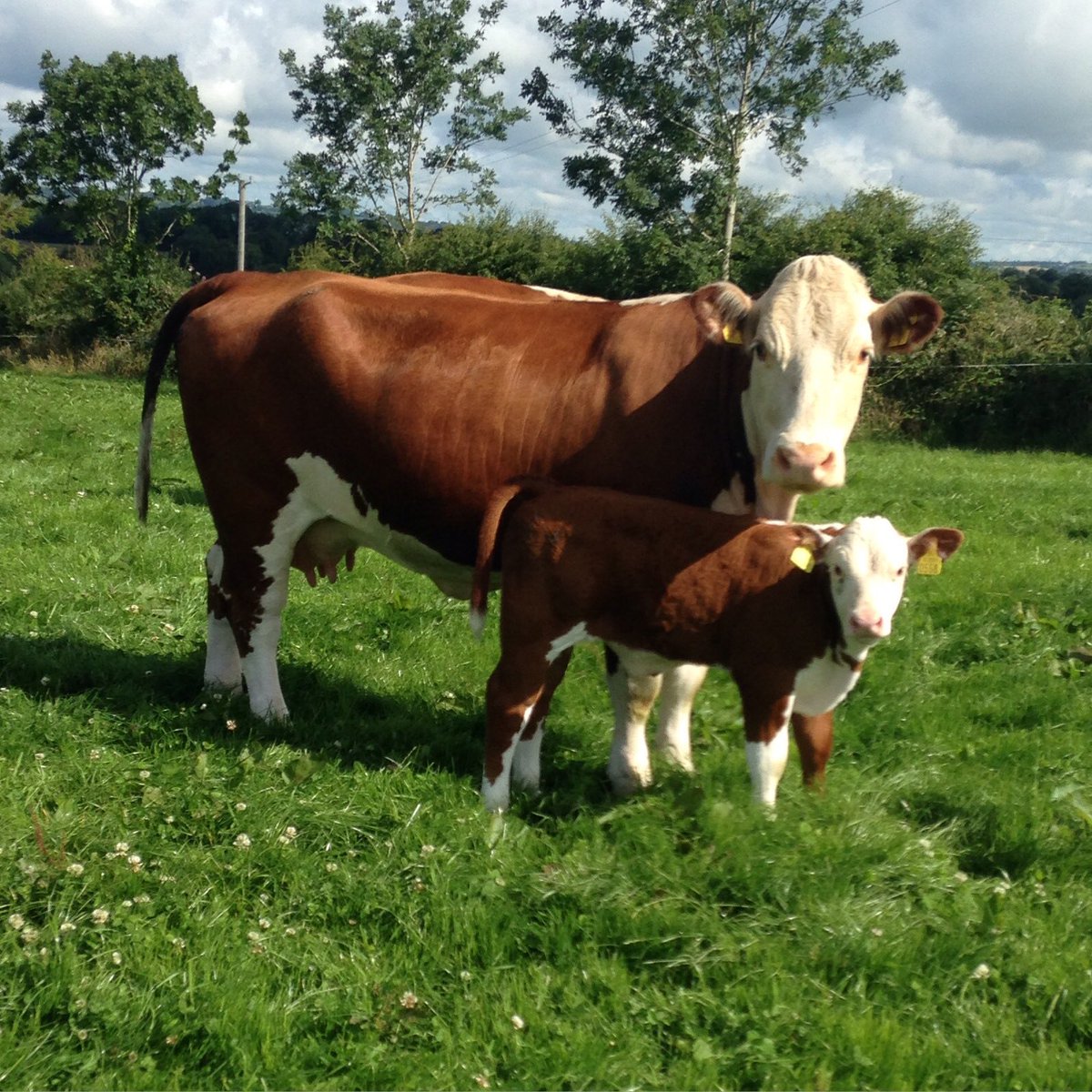 I wanted to gain more experience in the industry I loved. So I started to working for other people, including Allowdale Herefords (a pedigree hereford farm in Kanturk) and Foston Grange (a mixed farm in North Yorkshire).