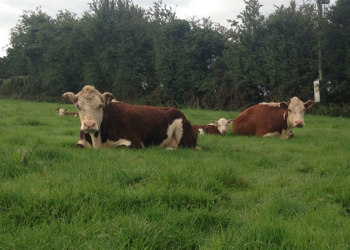 I wanted to gain more experience in the industry I loved. So I started to working for other people, including Allowdale Herefords (a pedigree hereford farm in Kanturk) and Foston Grange (a mixed farm in North Yorkshire).