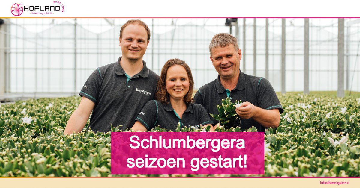 HoflandFP's tweet photo. Yes! Ons #verkoopseizoen van de #Schlumbergera’s is weer gestart. We zijn er klaar voor om de #planten uit te leveren en de #huiskamers op te #fleuren met onze vrolijke #planten. #kamerplant #Lidcactus @Decorumcompany https://t.co/twq1t9GGrA