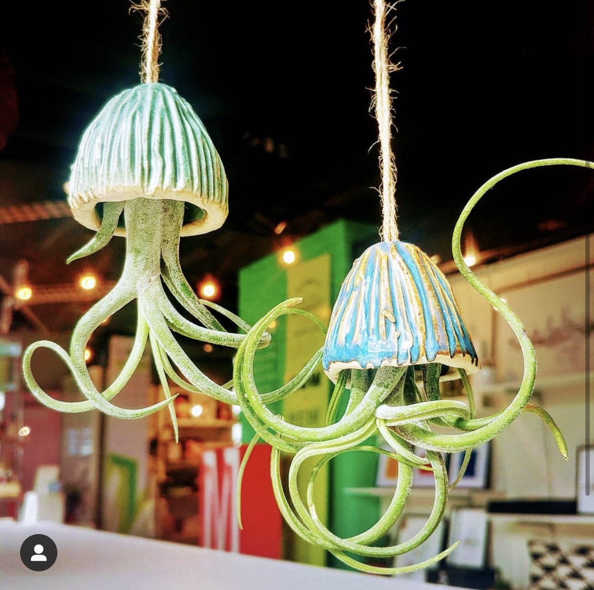 These lovely little jellyfish airplants have just arrived from #katieandthejellyfish 😍. Each ceramic jellyfish is handmade and completely unique. All the airplant needs is an occasional spray to keep them swimming along. 💚💚