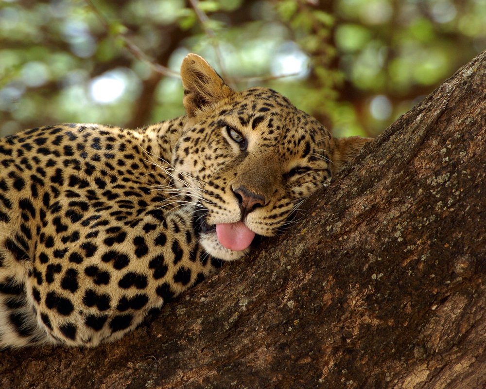 KiboSlopes's tweet photo. Leopards are solitary animals, preferring to live alone for most with exceptions of when mothers are rearing cabs or when they are mating. #leopards #wildlife  #photography #Magicalkenya #TembeaKenya #tembea254 #Travel #culture https://t.co/YgWI22AePj
