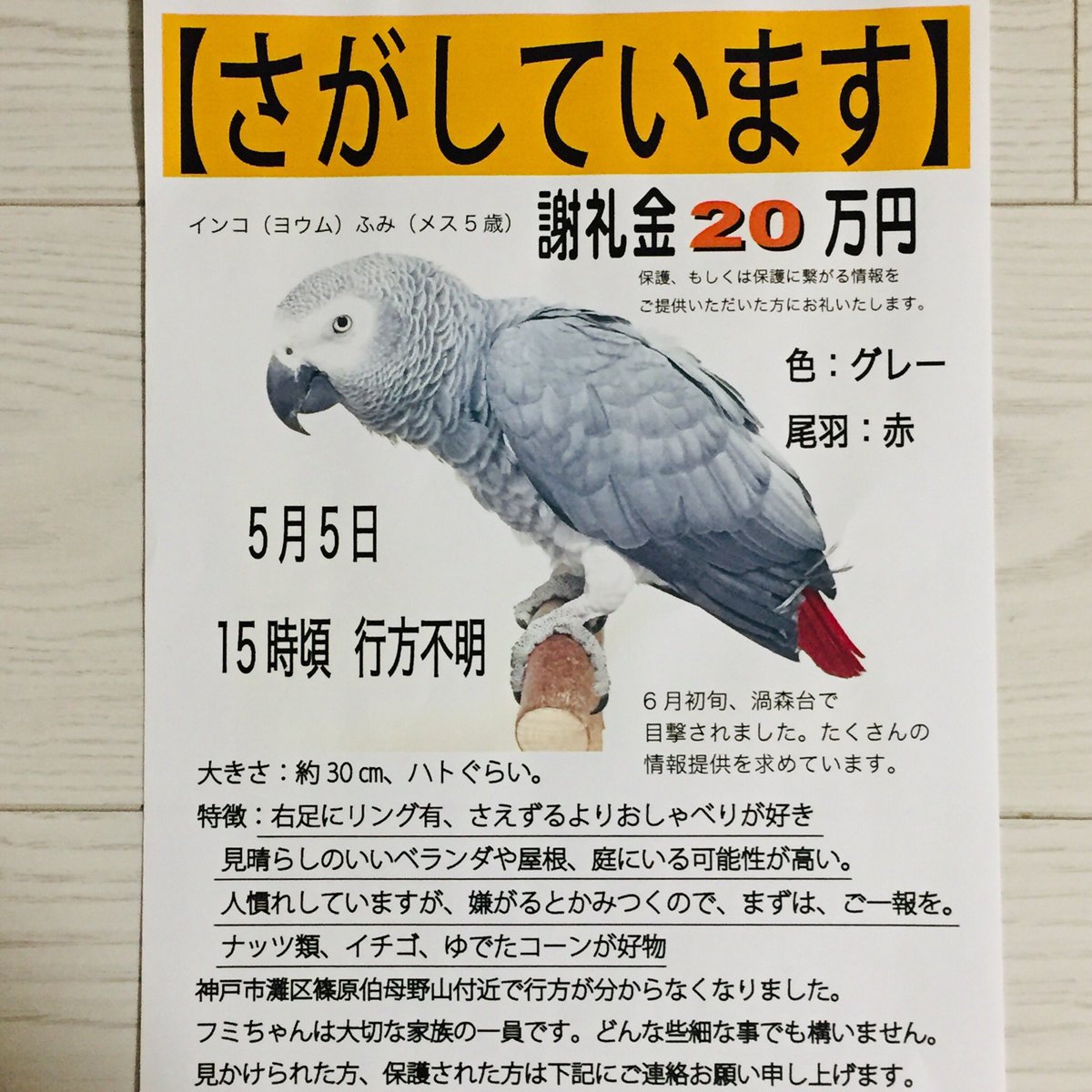 TOKSK's tweet photo. #灘 #神戸 #東灘 #インコ #ヨウム #迷子 #迷い鳥 https://t.co/AYkv2IxkX5