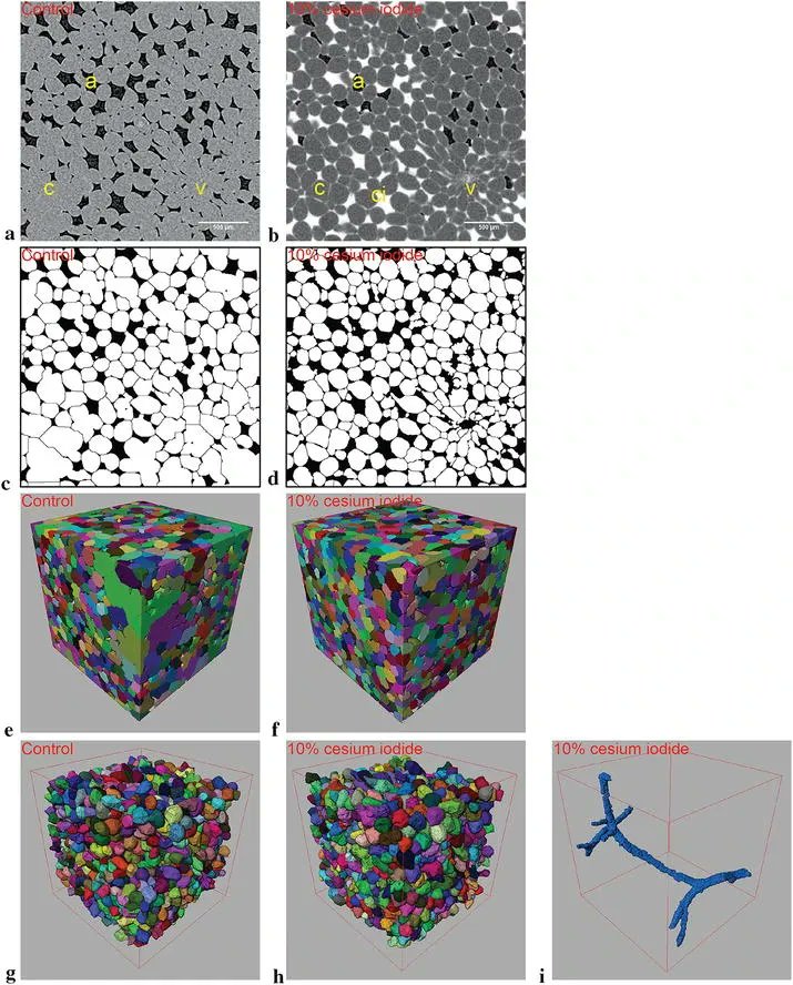 sci_plant's tweet photo. Contrast-enhanced 3D micro-CT of plant tissues using different impregnation techniques
https://t.co/hnPz4JXk8u
#plantscience #3Dmicro-CT #planttissues ♻️ https://t.co/YhD8sJRbNy