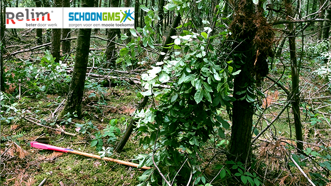 StichtingRelim's tweet image. Zie jij op de Brunssummerheide wel eens deze boom met wortels boven de grond? Dan wordt er gewerkt aan bestrijding van Amerikaanse Vogelkers. Voor @Natuurmonument is LnW Buitenploeg Parkstad SchoonGMS aan de slag. Fijn dat Natuurmonumenten kiest voor inzet van onze medewerkers!