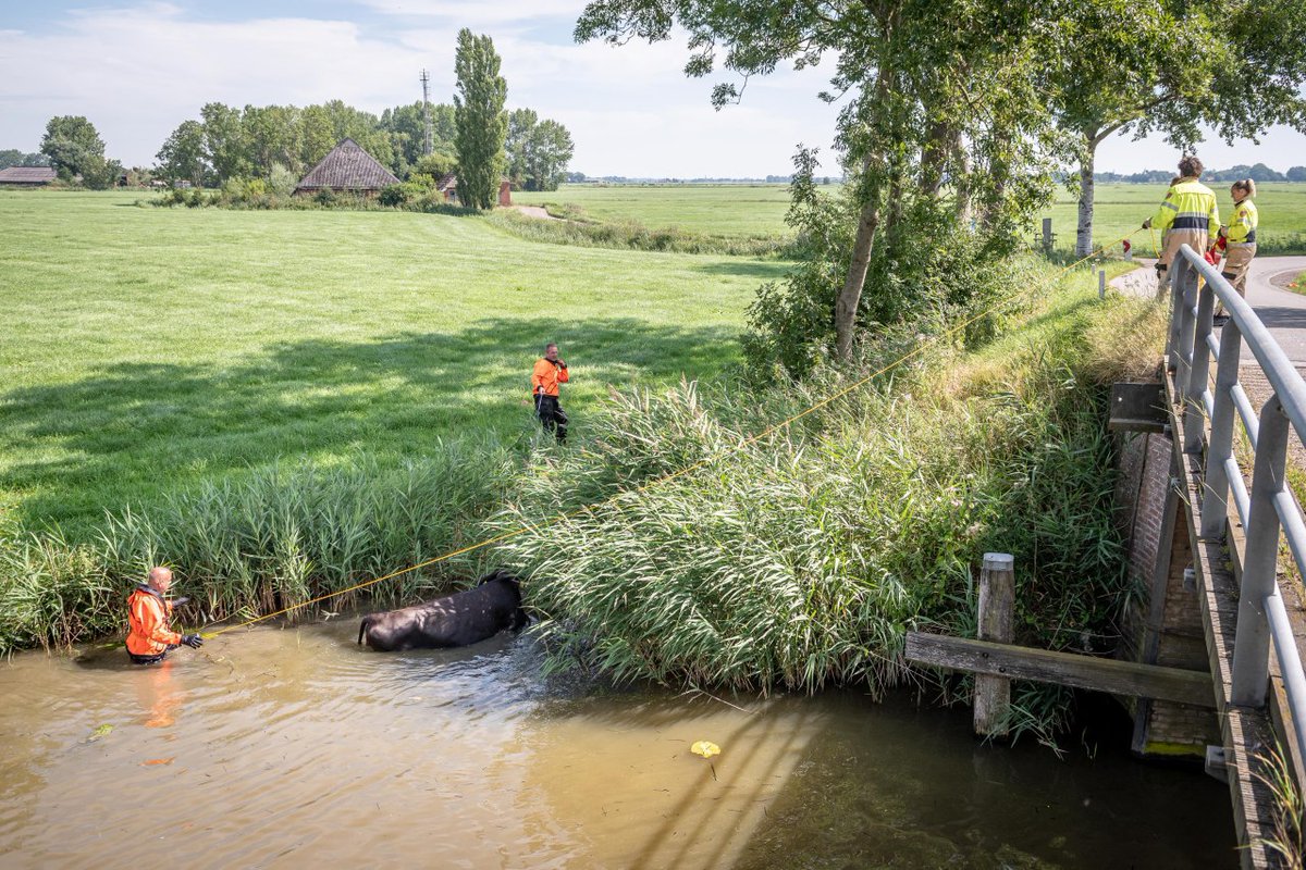 Brandweer haalt koe uit de sloot bij Warffum - #Groningen -..