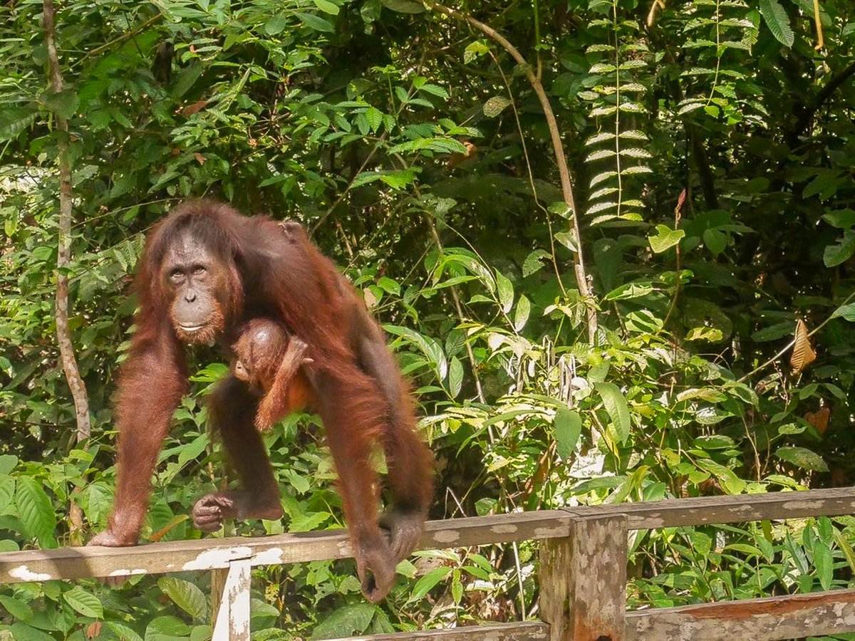 TheRareWelshBit's tweet photo. Meet the Borneo Big 5: five iconic animal species you won't find anywhere else in the world! https://t.co/G0AYLsdhyG @borneoecotours @sabahtourism @sukaurainforest @RoyalBruneiAir #MalaysiaTrulyAsia #EnchantingSabah #ad https://t.co/BOCEYlFoOH