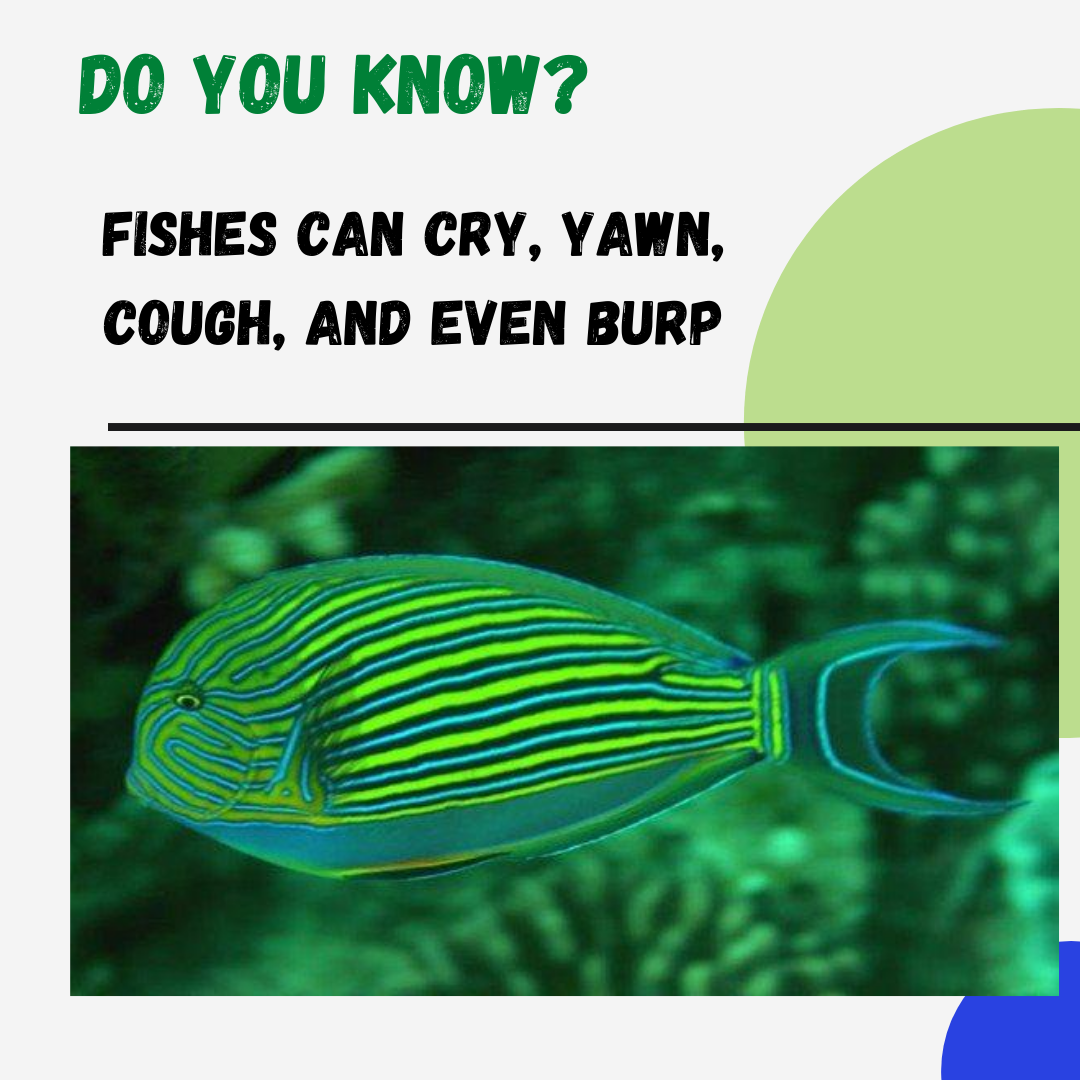fish_wise_pro's tweet photo. Do visit more green fishes like it on
https://t.co/0EK3wk5qT2 https://t.co/ihzi8d5SsA