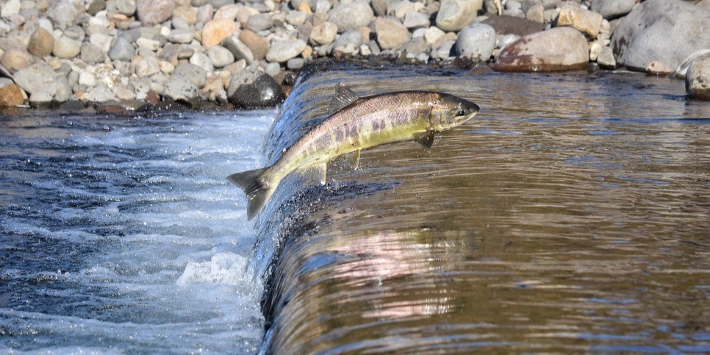 animal, river, water