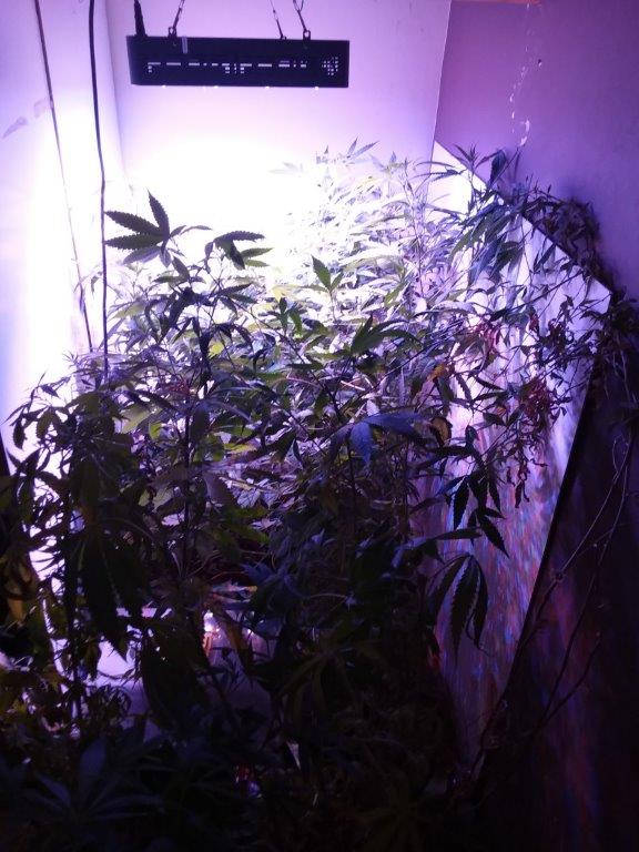 PoliceStow's tweet photo. #stowSNT carried out a search at an address in #NeedhamMarket yesterday and seized 26 Cannabis plants! One female arrested for production of controlled drug! #dontdodrugs #1443 https://t.co/LAnMf1XAaS