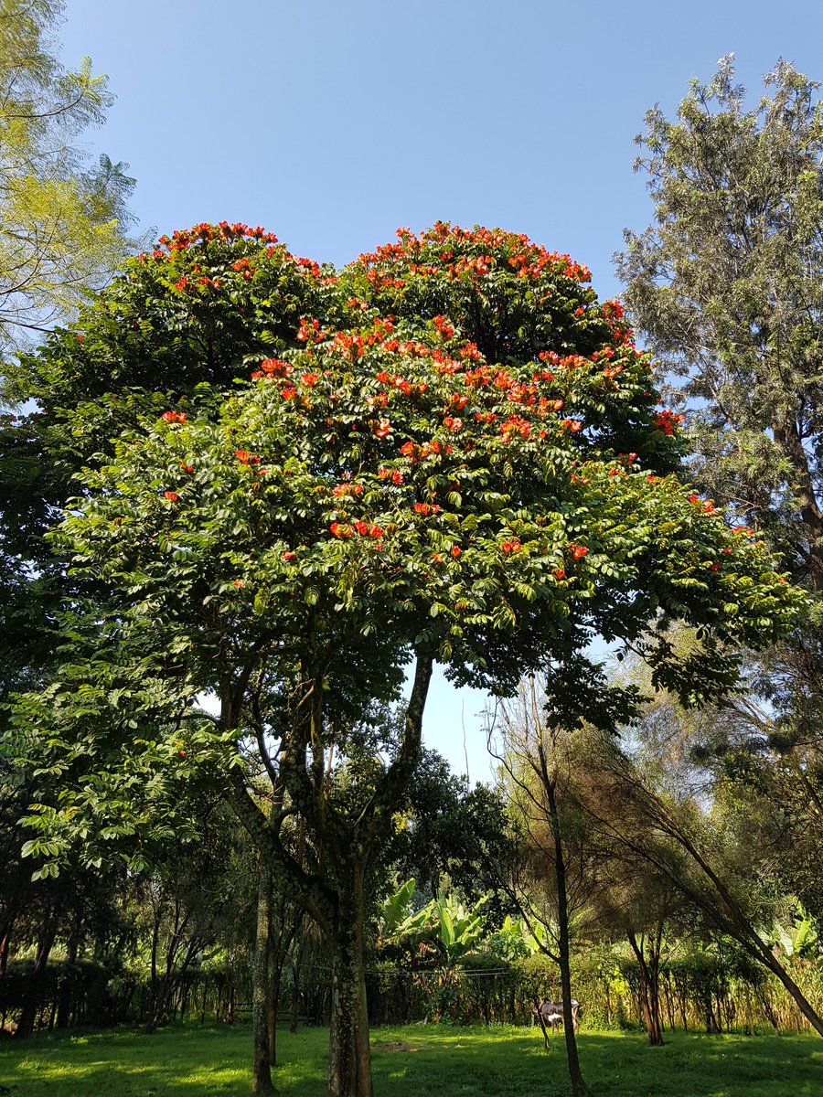 waluwande's tweet photo. A flamboyant Nandi Flame tree in full blossom! https://t.co/jd0DaZ3zJN