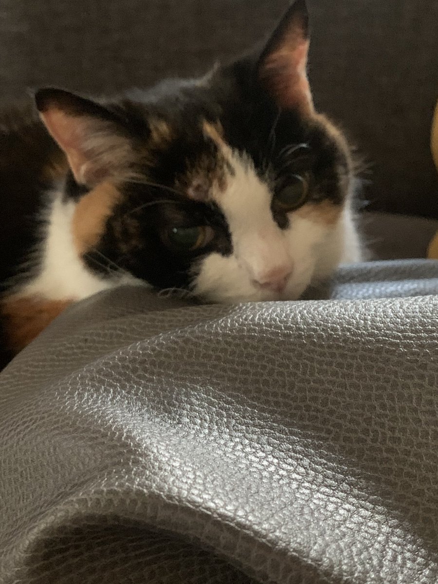 steph turpin tweet media