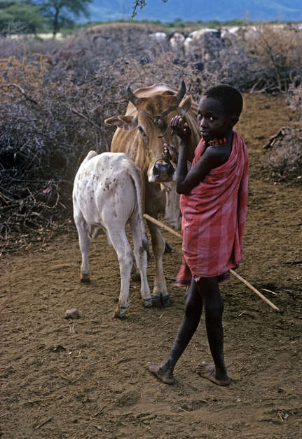 TISER_NGO's tweet photo. Baadhi ya jamii za kifugaji wilayani Mvomero zimekuwa zikilalamikiwa kwa kuwatumia watoto katika shughuli za uchungaji wa mifugo. Tabia hii inatajwa kama mojawapo ya vyanzo vya migogoro ya ardhi kutokana na uwezo mdogo wa watoto hao kudhibiti mifugo hiyo. 1/2 UZI .... https://t.co/fYvqW7P1Ya