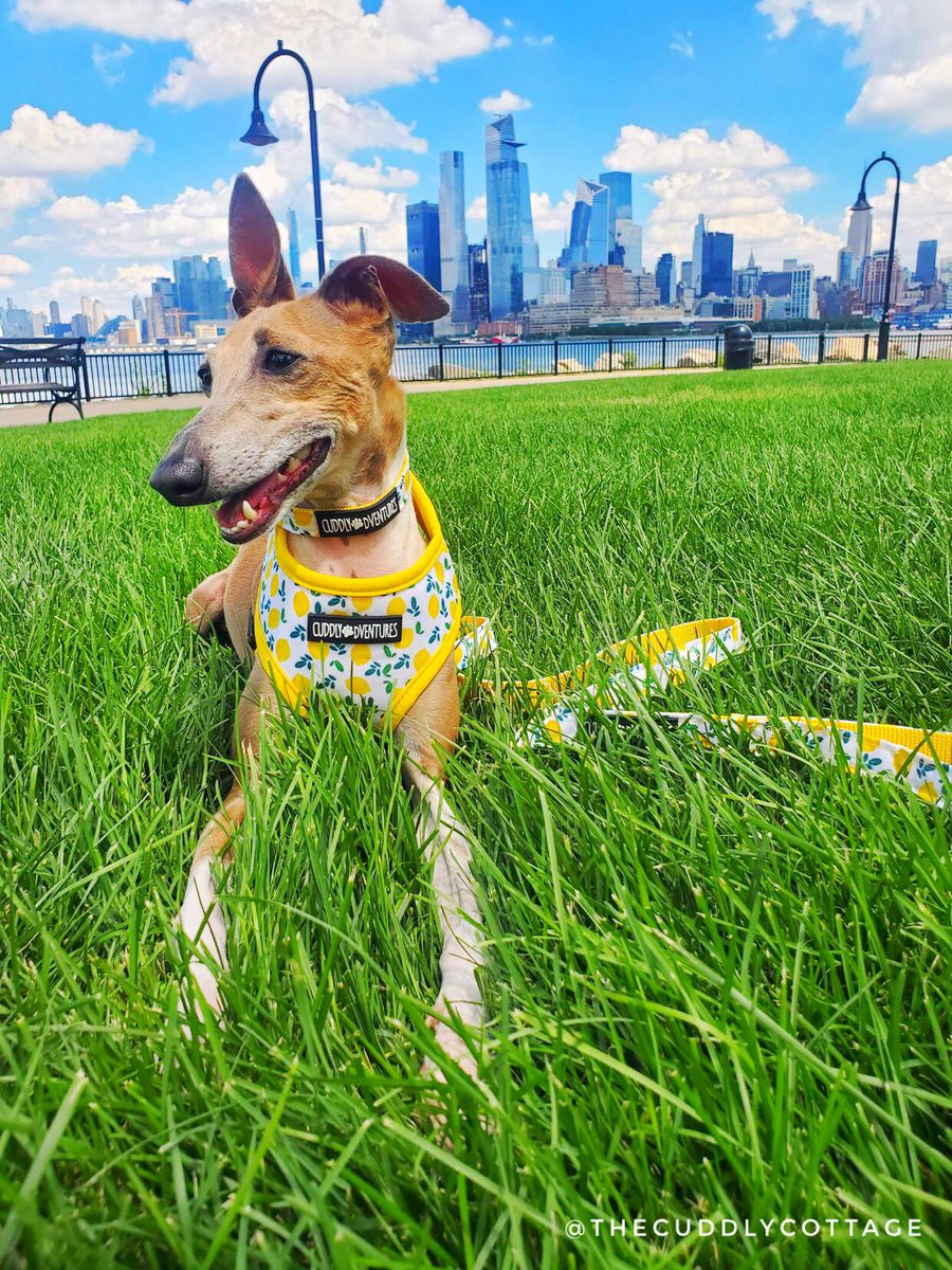 CuddlyCottage's tweet photo. All smiles in out “Sour-but-Sweet” harness, collar, and leash set! 💛🍋 Check us out @CuddlyBoutique ! 

"Sour-But-Sweet" Harness - https://t.co/2pVbQrz10y

"Sour-But-Sweet" Collar - https://t.co/QvDU2FuROZ

"Sour-But-Sweet" Leash - https://t.co/GOKSEn1061 https://t.co/bYhGpwBqpu