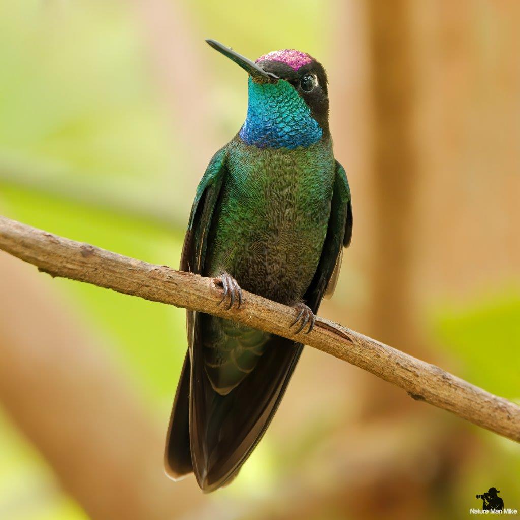 NatureManMike's tweet photo. Talamanca Hummingbird (male)⠀
#hummingbird #allmightybirds #earthcapture #TwitterNatureCommunity #NaturePhotography #birds_illife #eye_spy_birds #bird_captures #bestbirdshots #birdwatching #1birdshot #udog_feathers #kings_birds #nuts_about_birds #CostaRica #talamancahummingbird https://t.co/bq0rpf1ZPl