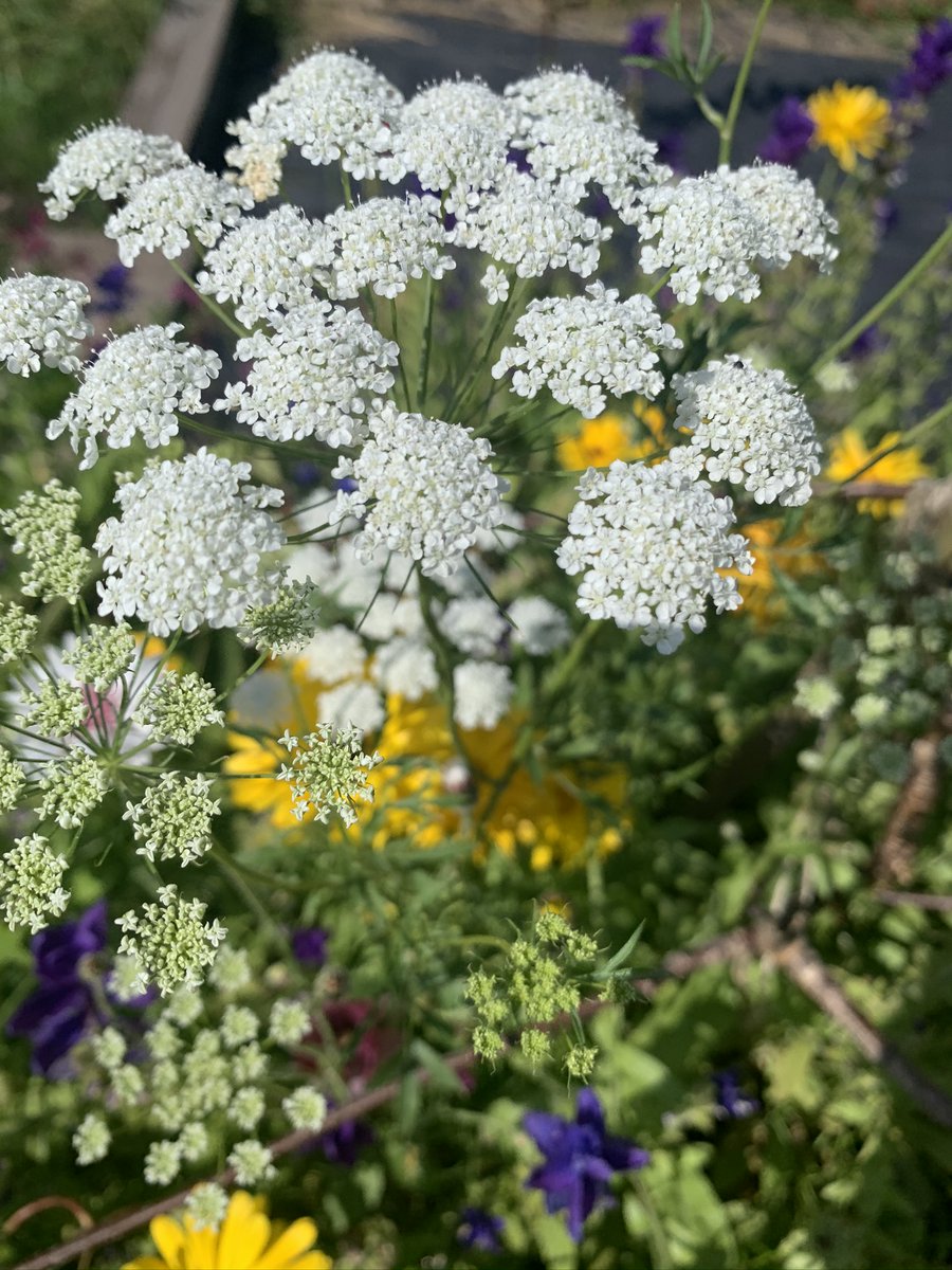 WomensInstitute's tweet photo. It’s #NationalAllotmentsWeek so we've interviewed Kath from @LpoolWI about their WI-shared allotment! In this Q&amp;A, Kath discusses the many benefits of having an allotment with her WI, how they’ve made it eco-friendly by re-purposing plastic and more: https://t.co/CBtfBT8VwB https://t.co/jwQiTCsjjZ