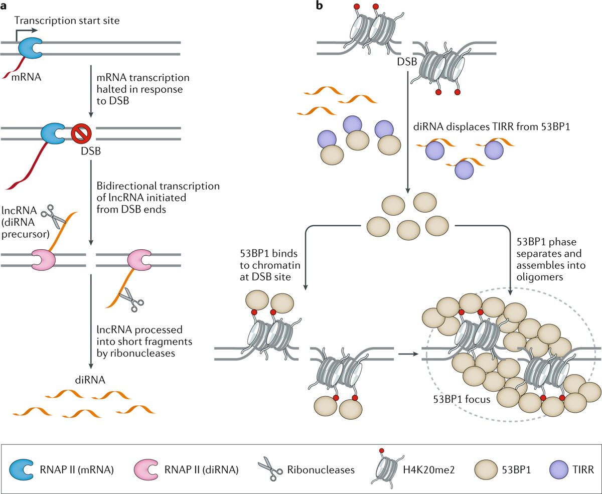 NatureRevGenet's tweet photo. Genome instability can lead to a number of human diseases, including neurodegeneration and cancer. Emerging evidence points to RNA as a key modulator of genome stability, with seemingly opposing roles in promoting chromosomal instability and protecting genome integrity. https://t.co/3x923tFsLK