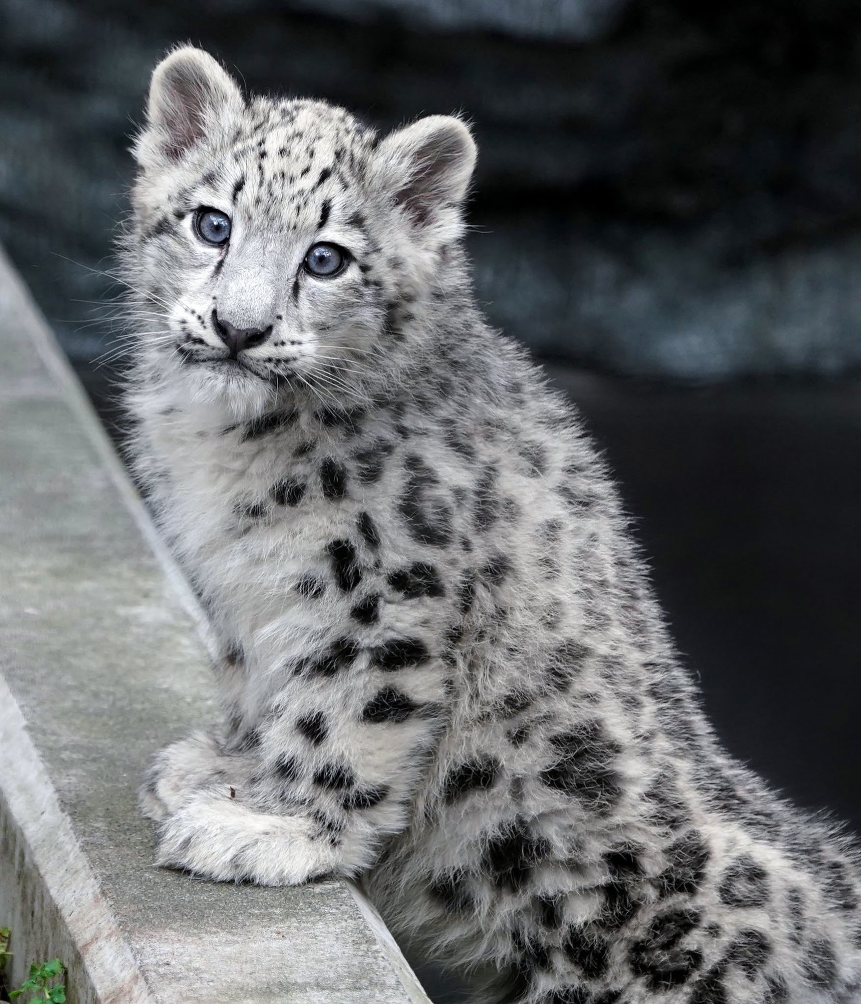 旭山動物園のユキヒョウのユーリちゃん 9ヶ月ですっかりお姉ちゃんになりました 話題の画像プラス 旭山動物園のユキヒョウのユーリちゃん 9ヶ月ですっかりお姉ちゃんになりました 話題の画像プラス