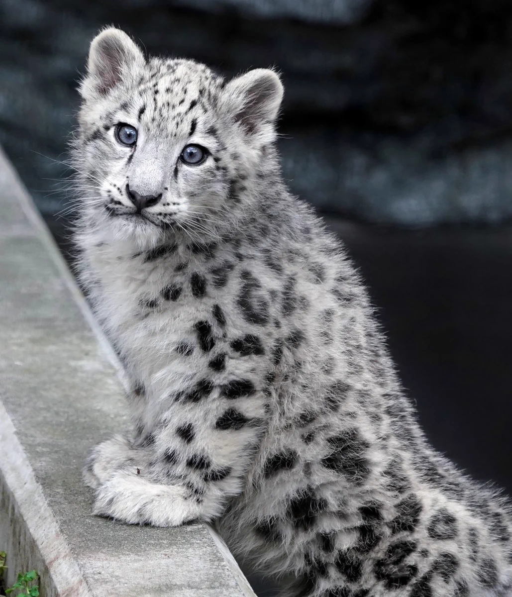 旭山動物園のユキヒョウのユーリちゃん。9ヶ月ですっかりお姉ちゃんになりました！