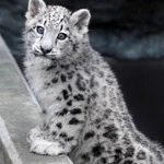 旭山動物園のユキヒョウのユーリちゃん。9ヶ月ですっかりお姉ちゃんになりました!
