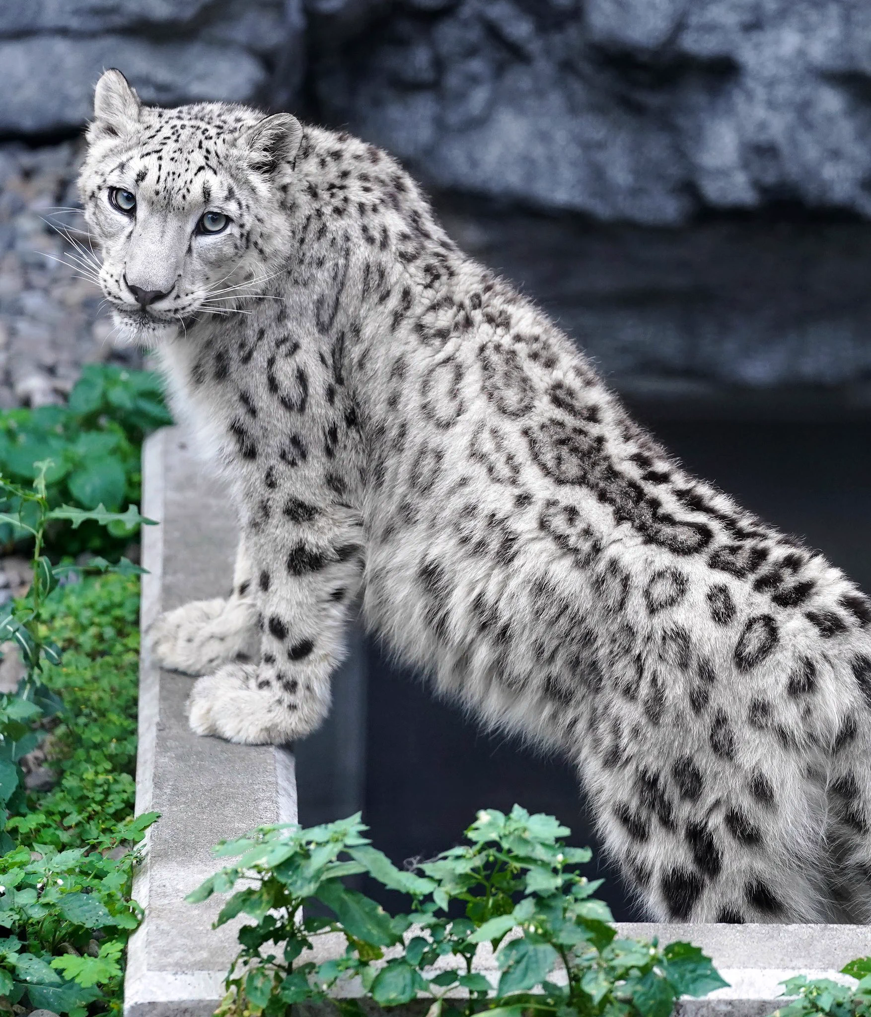 旭山動物園のユキヒョウのユーリちゃん。9ヶ月ですっかりお姉ちゃんになりました！