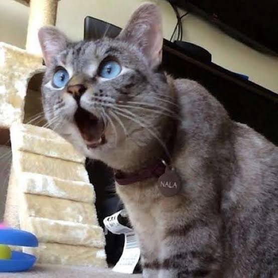 猫って本当は実在しなくて 人間が全員疲れてるだけ 説に 猫は概念 ねこはいます などの声 Togetter