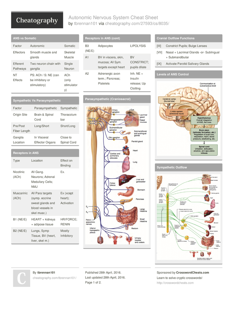 Cheatography On Twitter Check This Out Autonomic Nervous System Cheat Sheet By Tbrennan101 Https T Co Xxbrdewxlq Cheatsheet Anatomy