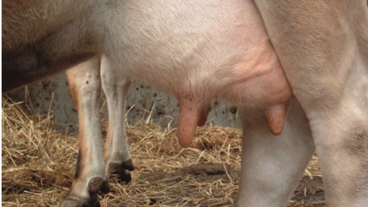 agriinsight's tweet photo. Assessing somatic cell counts in your dairy herd, @Vetstream look at this essential skill. ππ½ https://t.co/8OLUI3sKh6
#ThursdayTesting https://t.co/XGE9rlwoLp