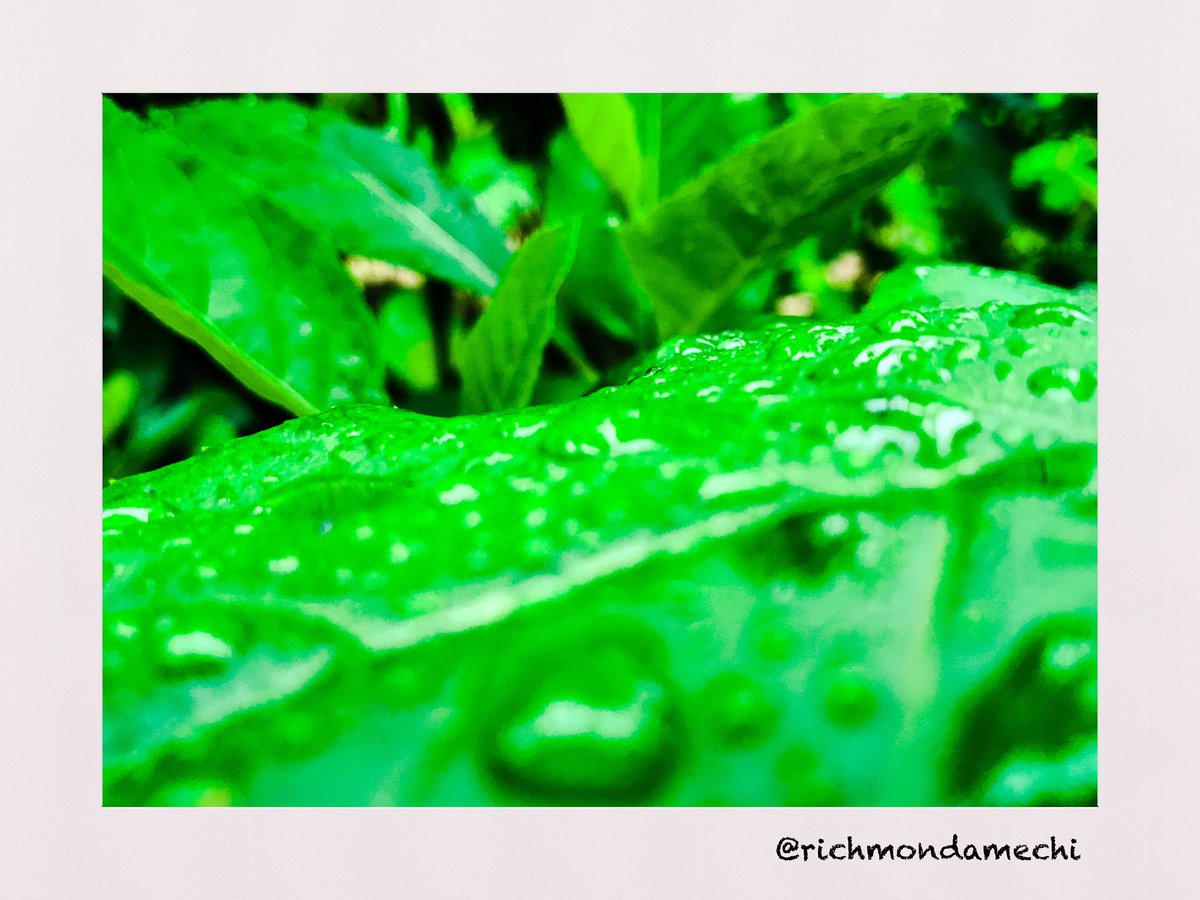 richmondamechi's tweet image. Painting Pictures Collection: LEAVE ALONE

All pictures available for framing, just send a DM
📸#Phonephoto
#shotandeditedoniphone #normallevel #pictureframes #internationallylocal #pictures #storytelling #film #photography #random 
#peopleplacesandthings #photoshopexpress