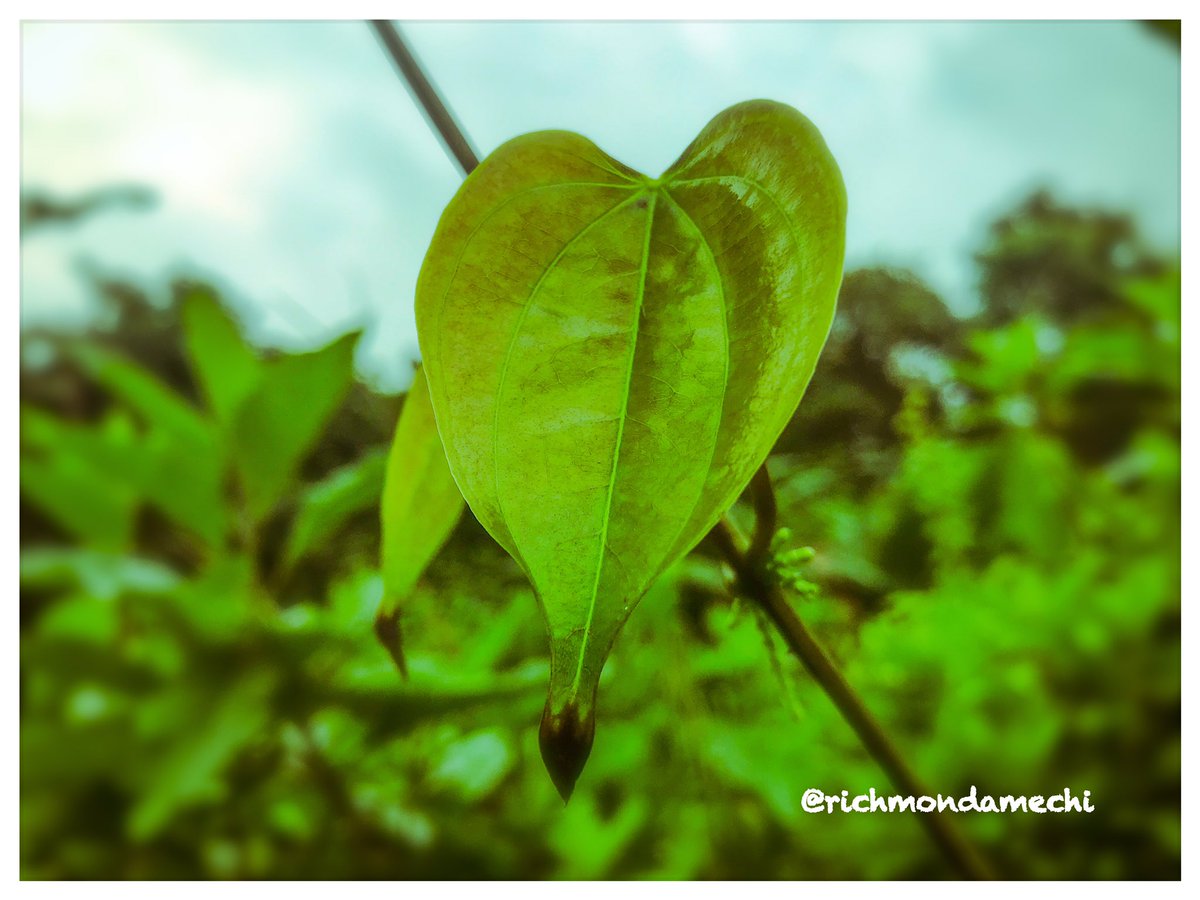 richmondamechi's tweet image. Painting Pictures Collection: LEAVE ALONE

All pictures available for framing, just send a DM
📸#Phonephoto
#shotandeditedoniphone #normallevel #pictureframes #internationallylocal #pictures #storytelling #film #photography #random 
#peopleplacesandthings #photoshopexpress