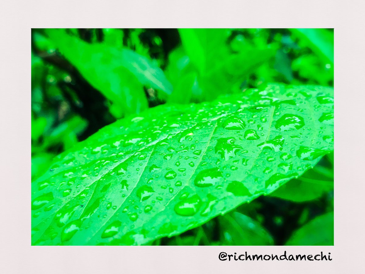 richmondamechi's tweet image. Painting Pictures Collection: LEAVE ALONE

All pictures available for framing, just send a DM
📸#Phonephoto
#shotandeditedoniphone #normallevel #pictureframes #internationallylocal #pictures #storytelling #film #photography #random 
#peopleplacesandthings #photoshopexpress