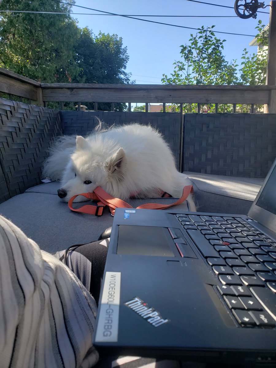 Ree_D_Evidence's tweet image. Titan is not impressed with me working instead of giving him attention. #workfromhomestruggles