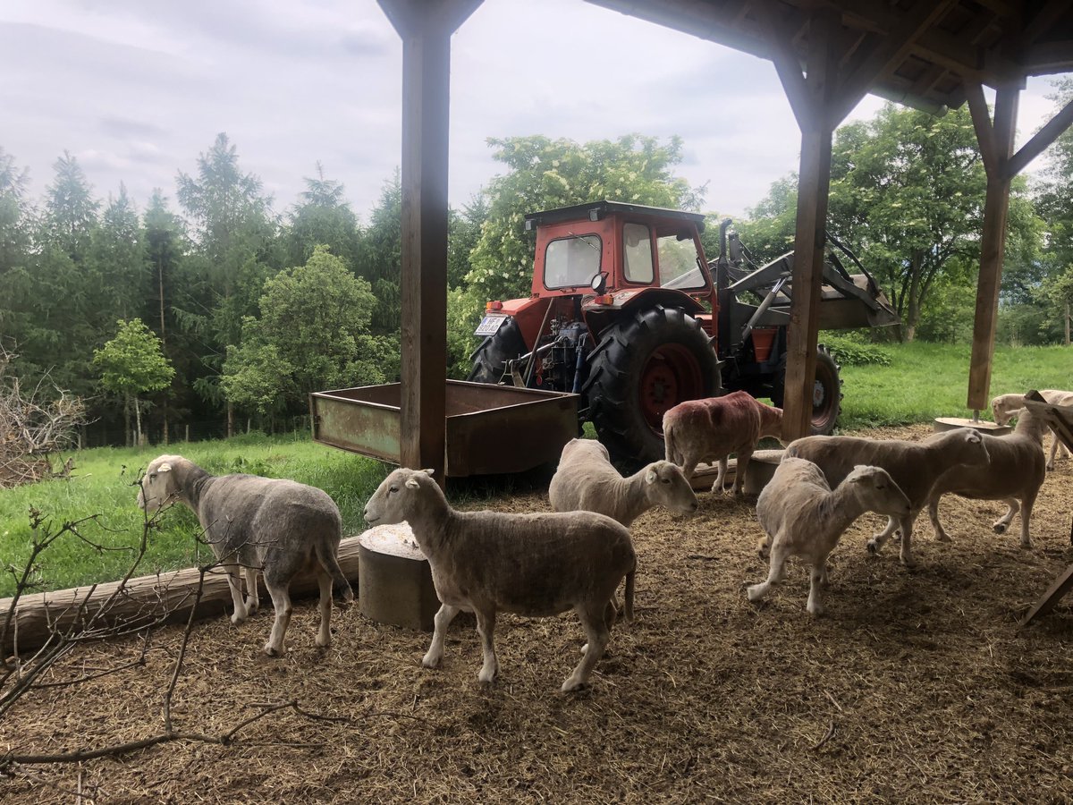 AustrianHerdy's tweet photo. . #Herwick #sheep @work again 🐑🐑🐑🤠😉 https://t.co/oft1zIPCCm