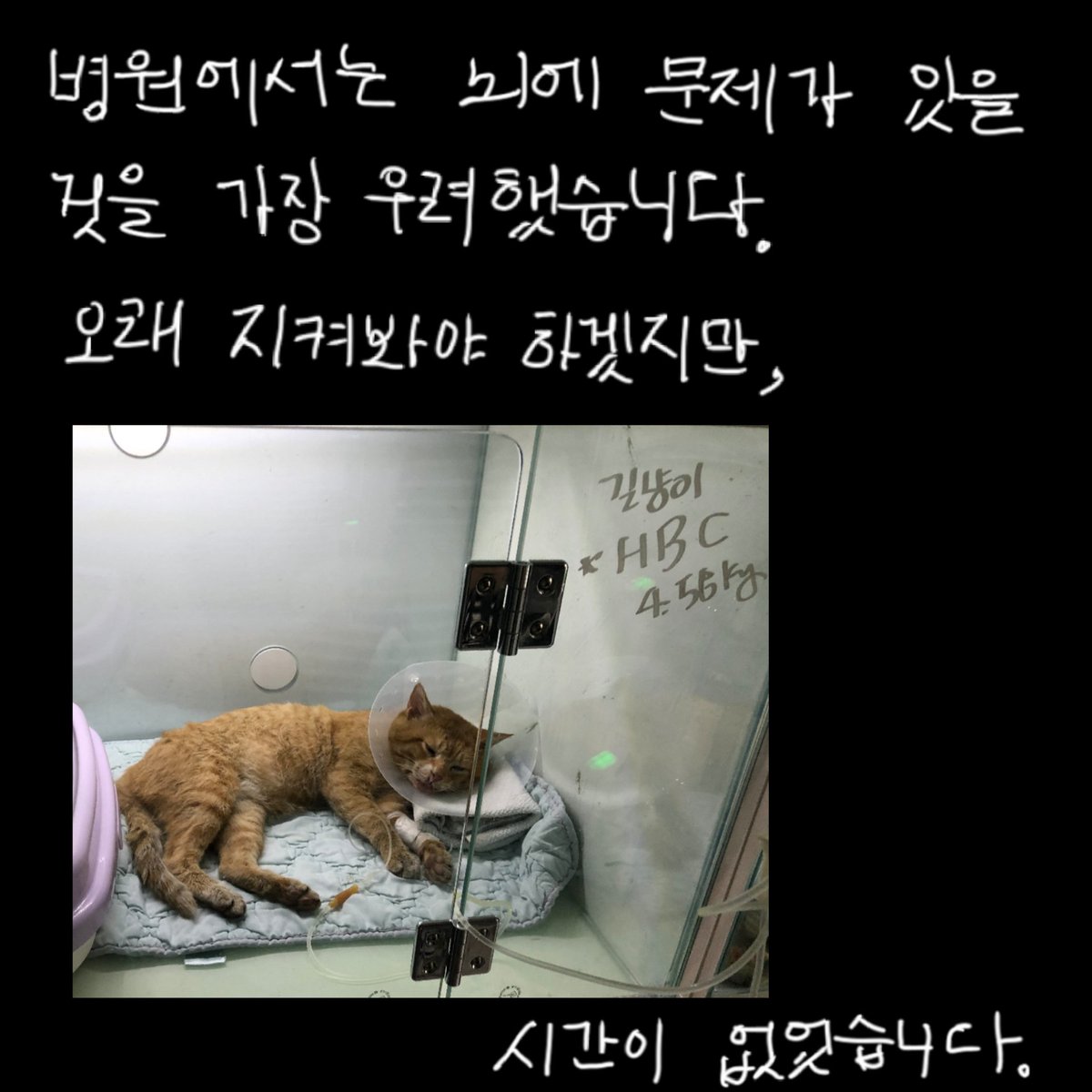 안의 수술비용 및 진료비용 마련을 위한 모금이 시작되었습니다. 많은 관심 부탁드려요. 현재까지 지출된+지출이 확실한 돈만 100만원이 넘는데, 수술을 하려면 그것보다 훨씬 많은 돈이 필요합니다. 안이 이름대로 살 수 있게 도와주세요