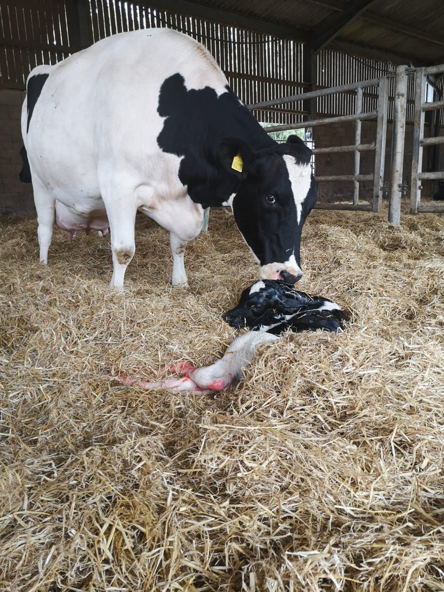 LindsayBurrough's tweet photo. #Farm24 well calving 2020 has officially started!! This little one just born @Morrisons #dairyfarming #norfolkfarming https://t.co/1kqSMBWtrt