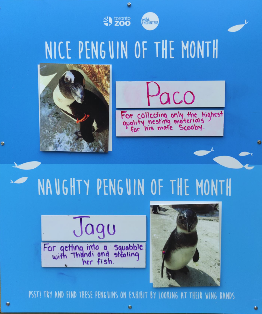 TheTorontoZoo's tweet photo. Presenting the Nice and Naughty Penguin of the Month: August Edition 🐧 https://t.co/JdUDUfVbNu